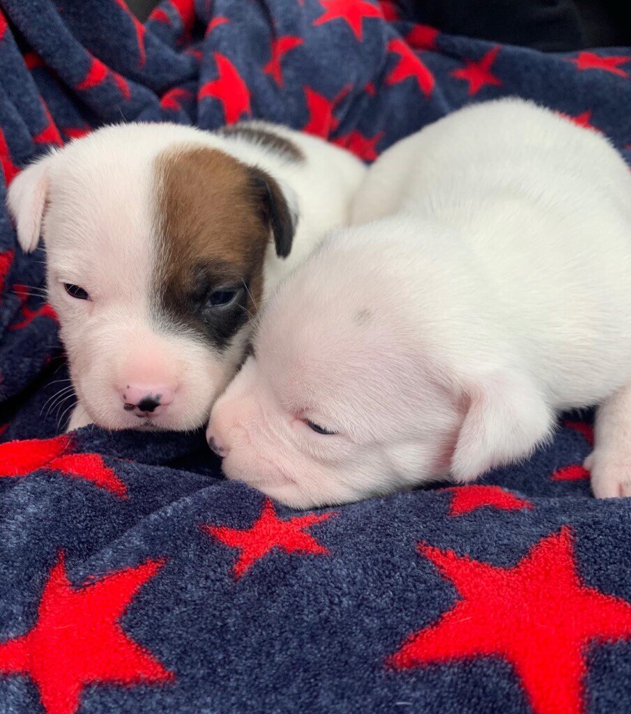 gumtree staffordshire bull terrier puppies